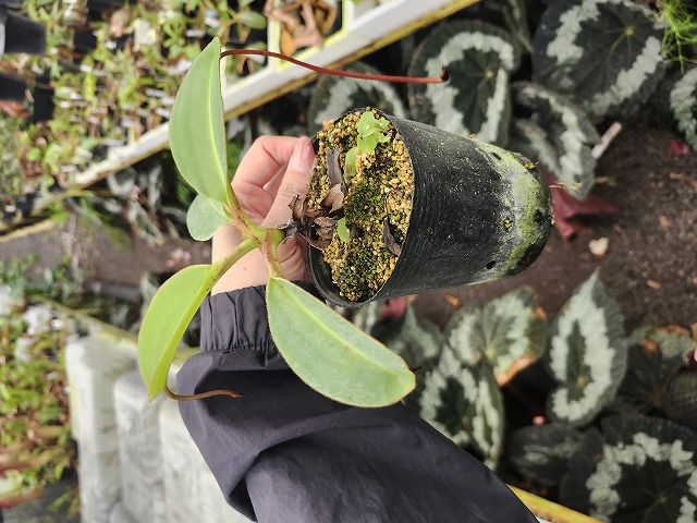 P431 1-2 N. rajah (wild No.1) Thai | Y's Exotics （山田食虫植物農園）