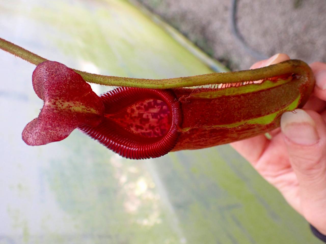 R445 1-4 N. maxima x villosa #NNN - Y's Exotics （山田食虫植物農園）