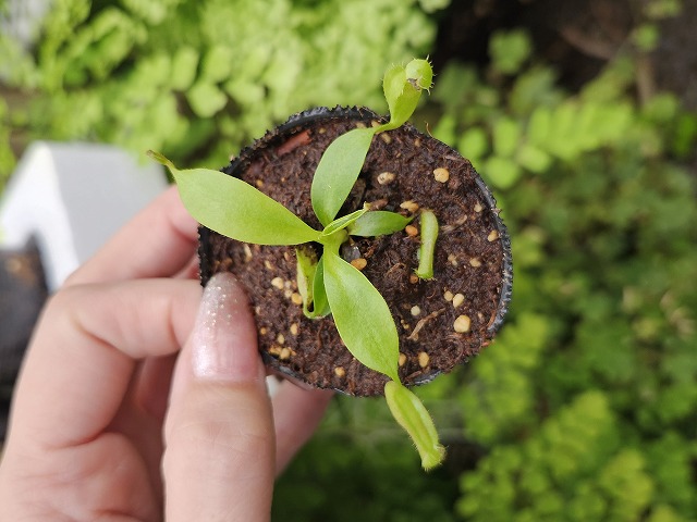 Y793 1-4 N. rajah x xharryana Tambuyukon Y's Lab | Y's