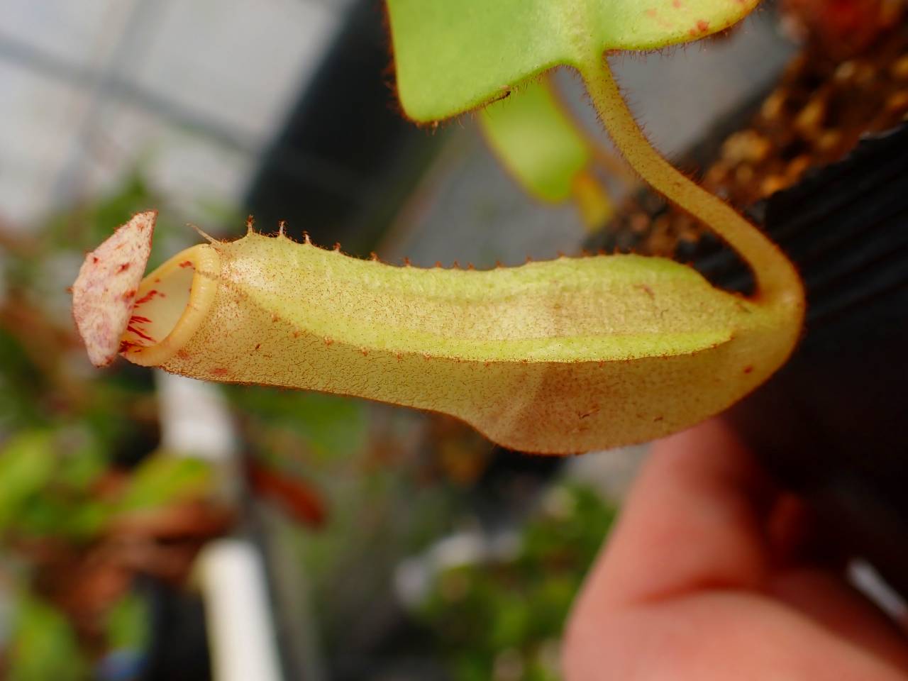 R656 5-1 [YA-170] N. clipeata Nep Garadner Y's Lab - Y's Exotics