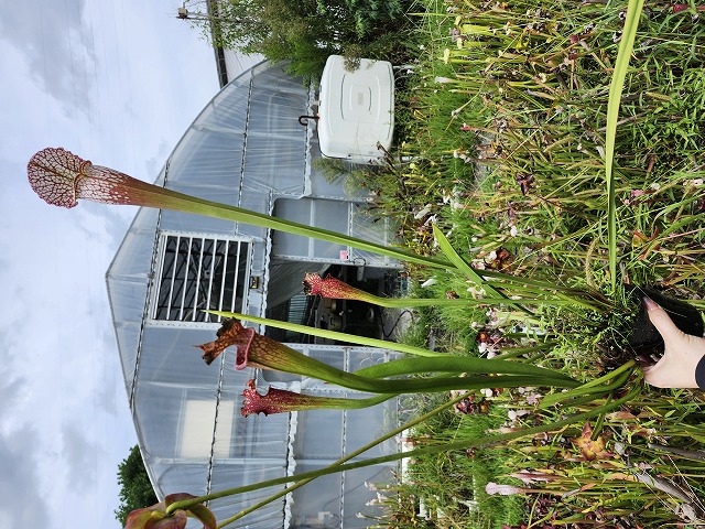 G601 S. Mihara (三原) 一正園 | Y's Exotics （山田食虫植物農園）