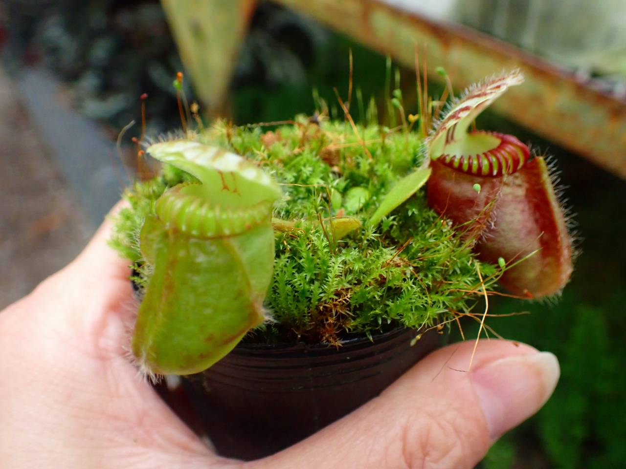 Y617 1-1 Cephalotus follicularis `Big Boy' Cedric - Y's Exotics