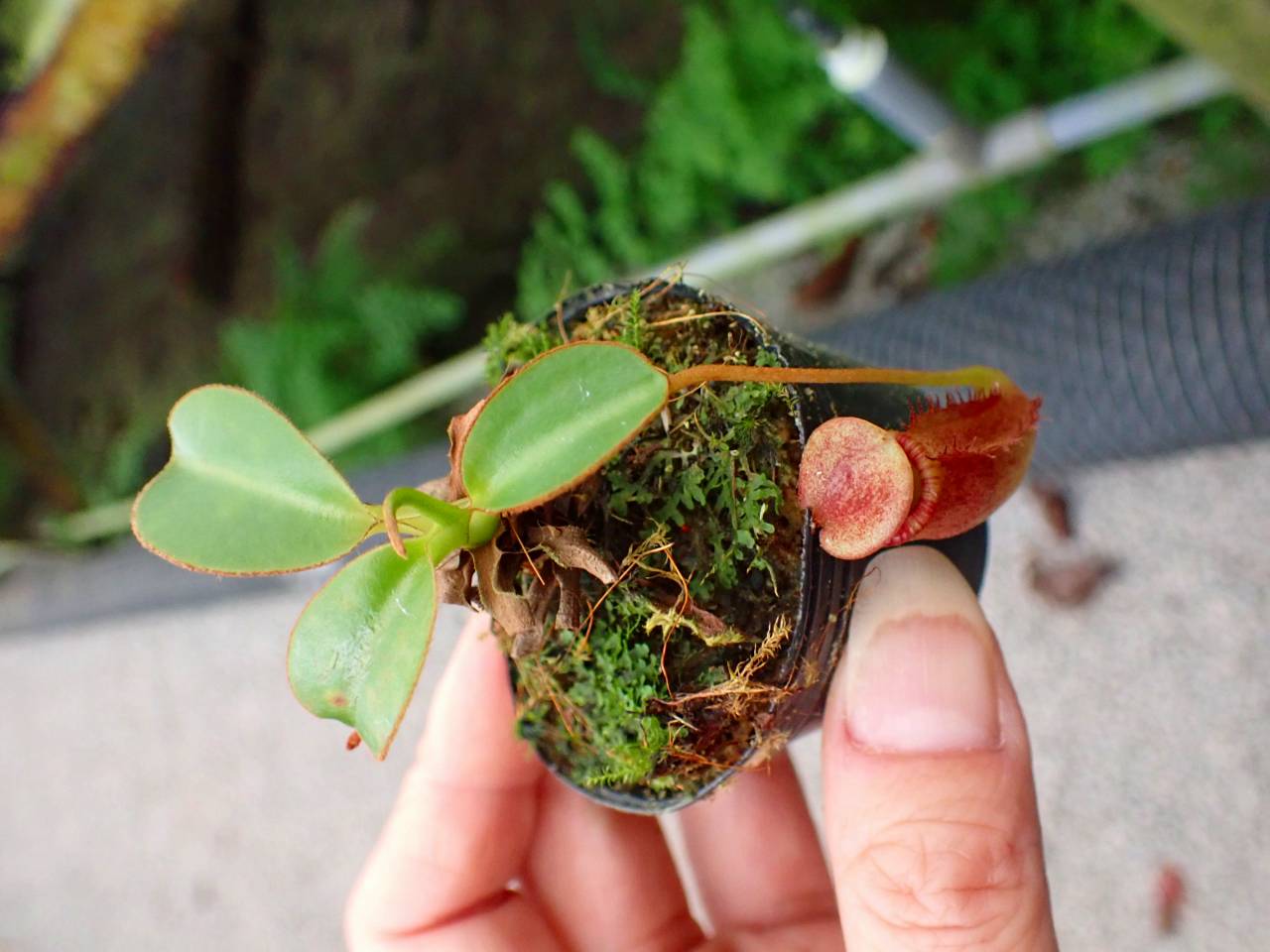 G156 1-3 N. rajah x lowii konan - Y's Exotics （山田食虫植物農園）