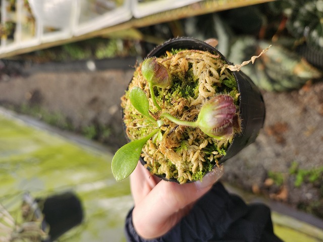 P283 1-1 Cephalotus follicularis `German Giant' C.C - Y's Exotics