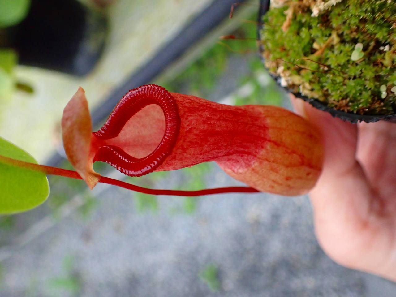 (専用)東南テキサストルネード保育室様 P124 5-3 N. ventricosa-red seedling - Y's Exotics （山田食虫植物農園）
