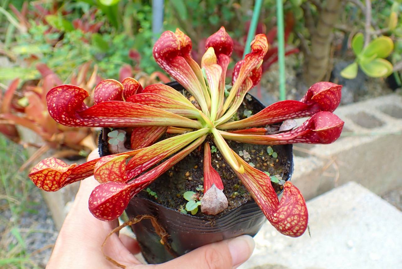Microcyphus rousseaui　ウニ　殻　大 s-l400.jpg