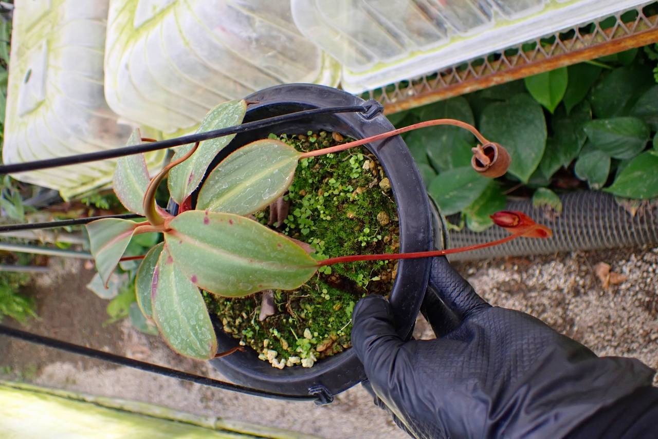 J189 1-4 N. attenboroughii VL - Y's Exotics （山田食虫植物農園）