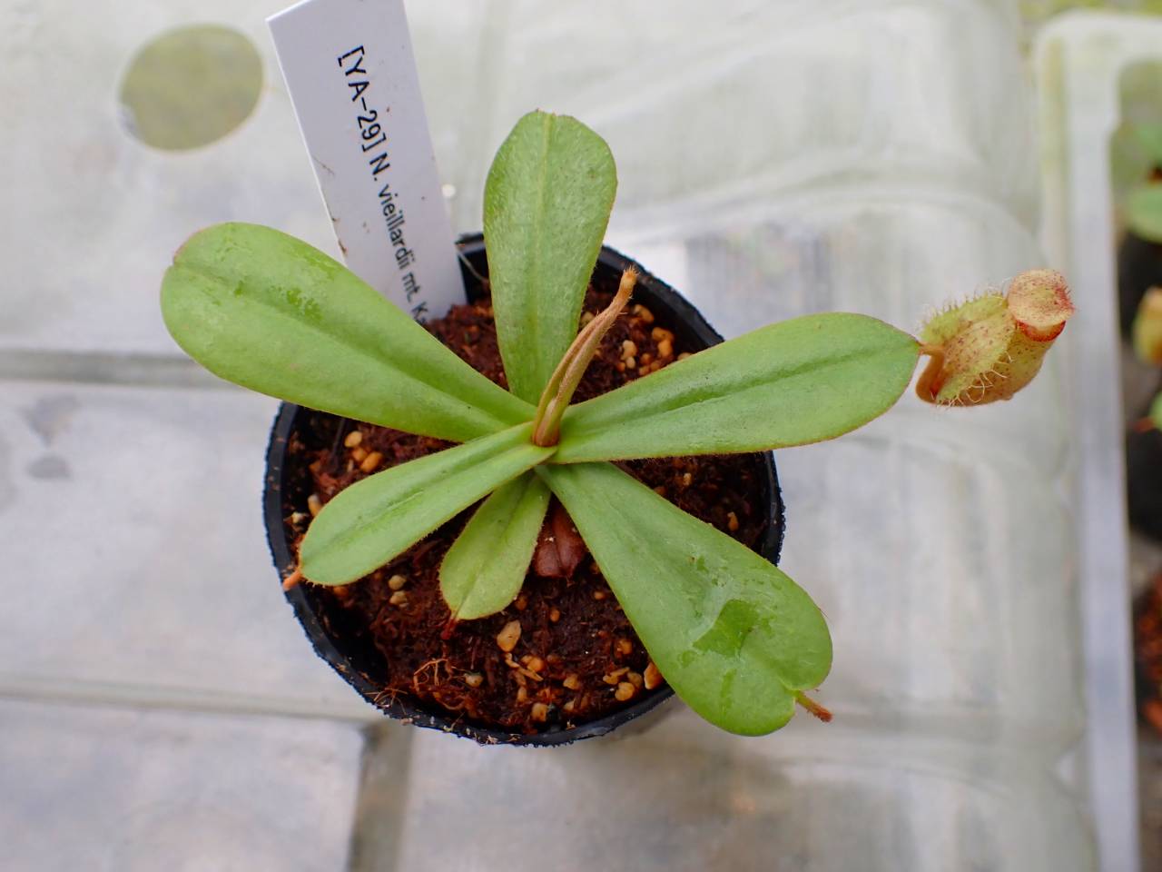 カンボジア産 奇形種 原木 一部 おまけ付き J138 5-1 [YA-29] N. vieillardii mt. Kagnis Giant Y's Lab - Y's