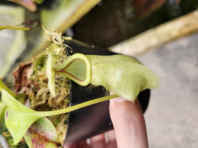 G184 1-2 N. rafflesiana Marudi nivea x robcantleyi #NNN