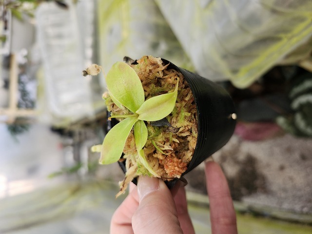 P326 1-4 [YA-100] N. sibuyanensis Y's Lab - Y's Exotics （山田食虫