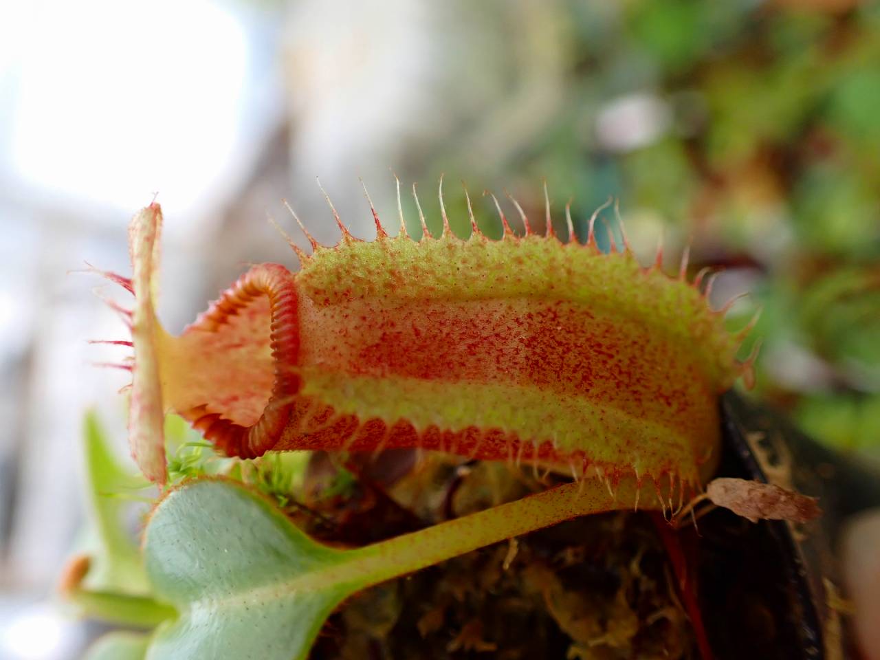 食虫植物N. villosa Tambuyukon x robcamtleyi J601 1-3 N. villosa Tambuyukon x robcamtleyi #NNN - Y's Exotics