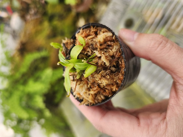 Y467 1-2 N. macrophylla {clone11, Gunung trusmadi, Borneo