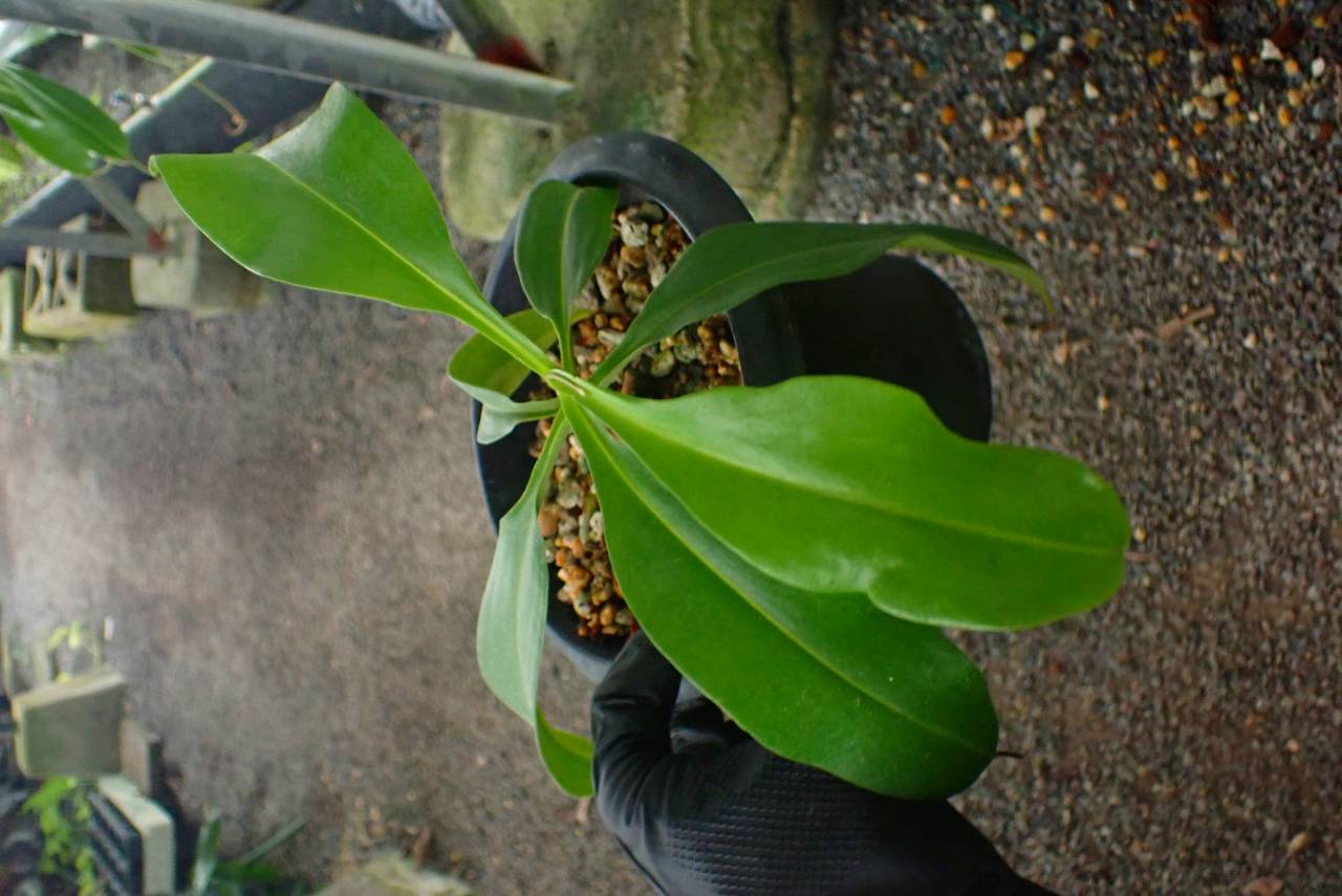 植物 G273 3-1 N. alata (t) Giant x Luzon ♂ EP | Y's Exotics （山田食虫
