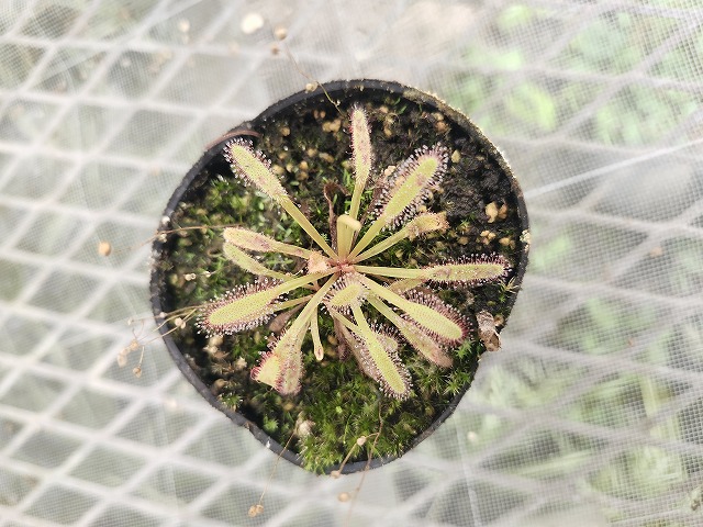 Y031 4-1 D. capansis broad leaf Y's | Y's Exotics （山田食虫植物農園）