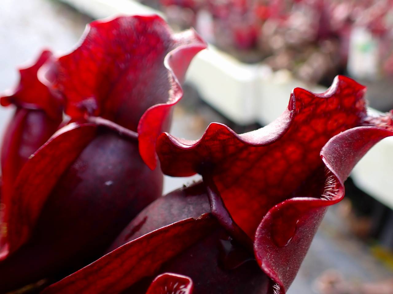 G128 S. purpurea ssp. venosa (伊勢花菖蒲園選別丸形株 No.90) MS