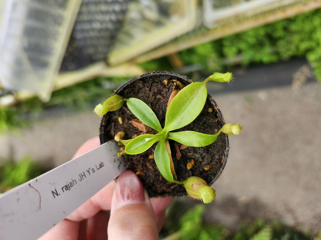 G034 1-3 N. rajah JH Y's Lab | Y's Exotics （山田食虫植物農園）