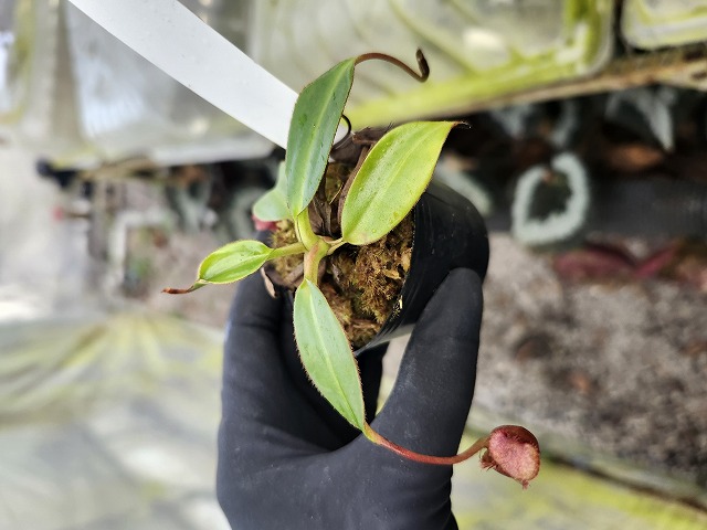 E591 1-4 N. rajah x edwardsiana #NNN - Y's Exotics （山田食虫植物