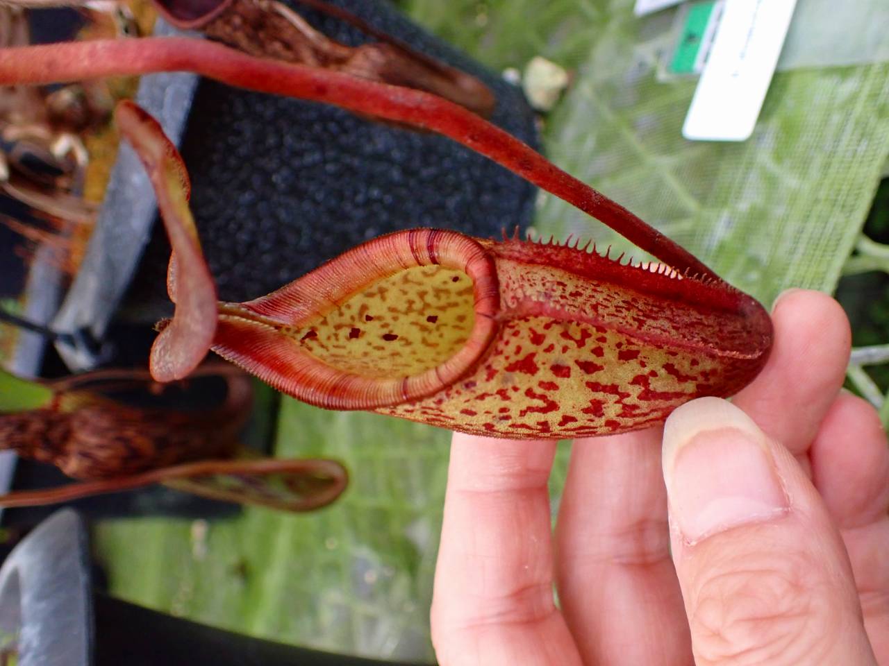 Y593 1-2 N. alisaputrana - Y's Exotics （山田食虫植物農園）