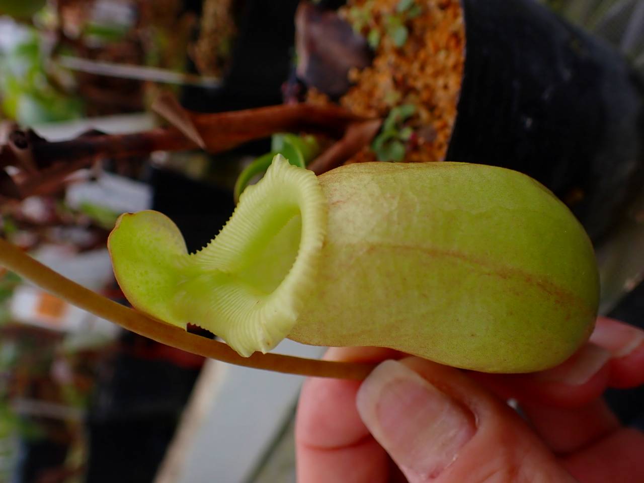 R653 5-3 #BBB N. (ventricosa x sibuyanensis)-giant x {(ventricosa