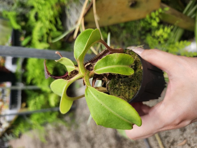 圧巻✧60kg！天然那智黒石 特大ミロのヴィーナス像 R452 1-3 N. maxima wavy leaf Rindingalo, North Taraja
