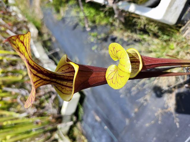 P676 2ura S. Hybrid (seedling) Y's | Y's Exotics （山田食虫