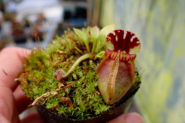 G793 1-1 #BBB Cephalotus follicularis seedling's of Hummer's