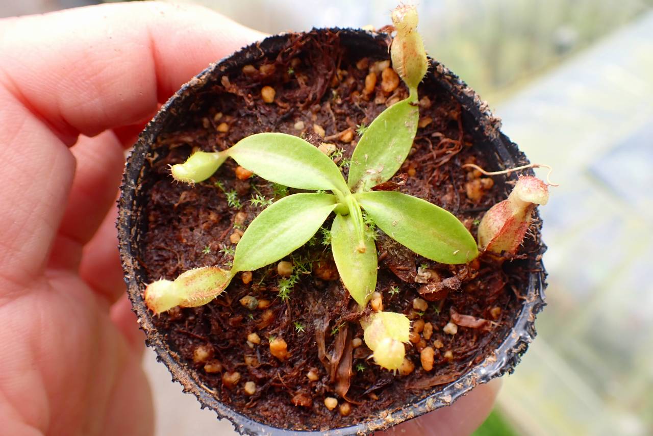 その他観葉植物 Drynaria delavayi Chuxion その他観葉植物 Drynaria delavayi Chuxion Drynaria - Search / X