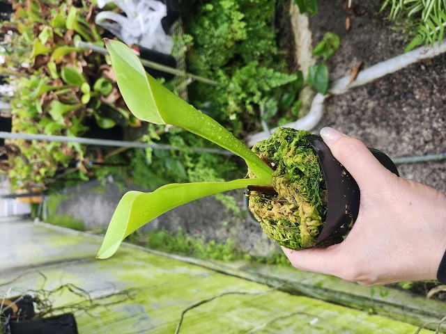 Y298 1-1 H. purpurascens clone18 {Patari Tepui Venezuela} BCP