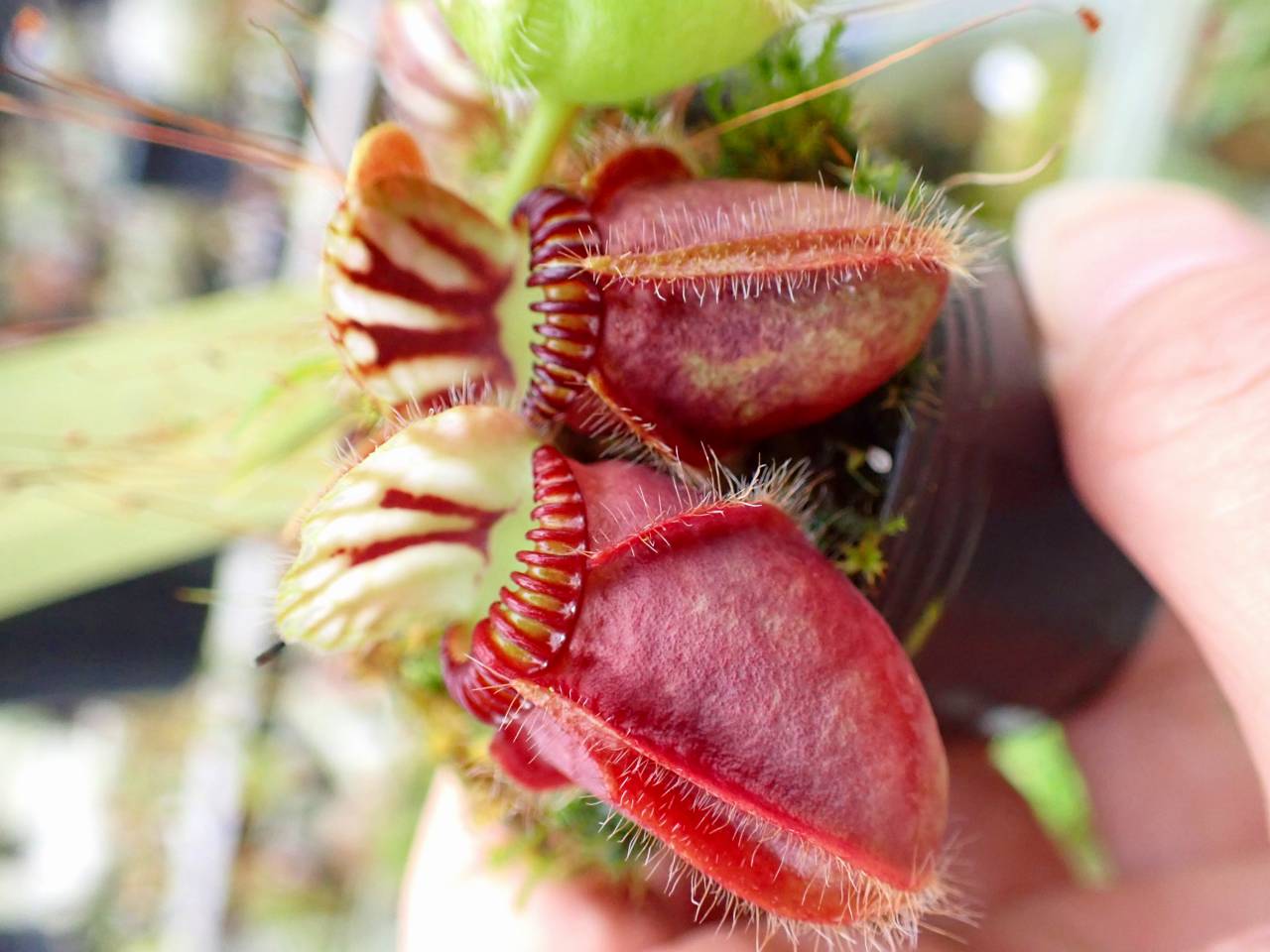 G079 1-1 #BBB Cephalotus follicularis (ex Botanical Garden