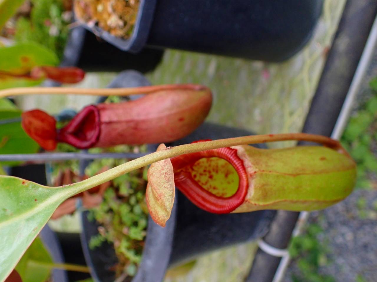 E266 5-3 N. (ventricosa x sibuyanensis) x truncata-large, red EP