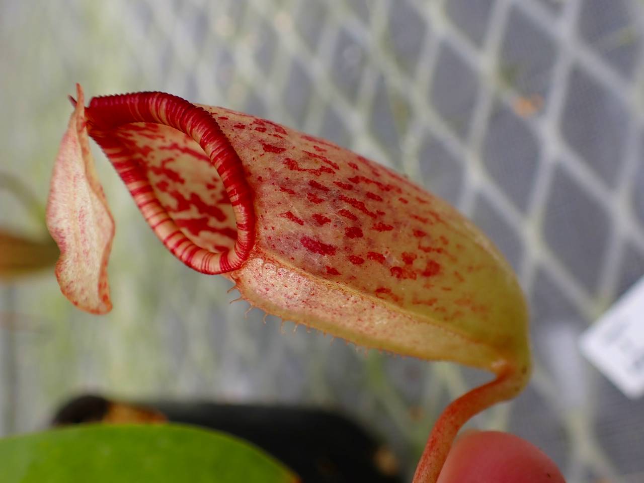山ノ仙人虫 P664 5-3 #BBB N. (ventricosa x sibuyanensis) x northiana 山本