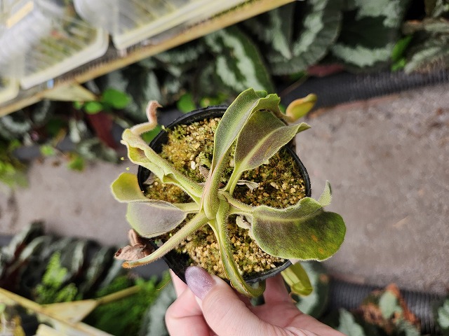 G173 1-4 N. maxima wavy leaf No,2 TH | Y's Exotics （山田食