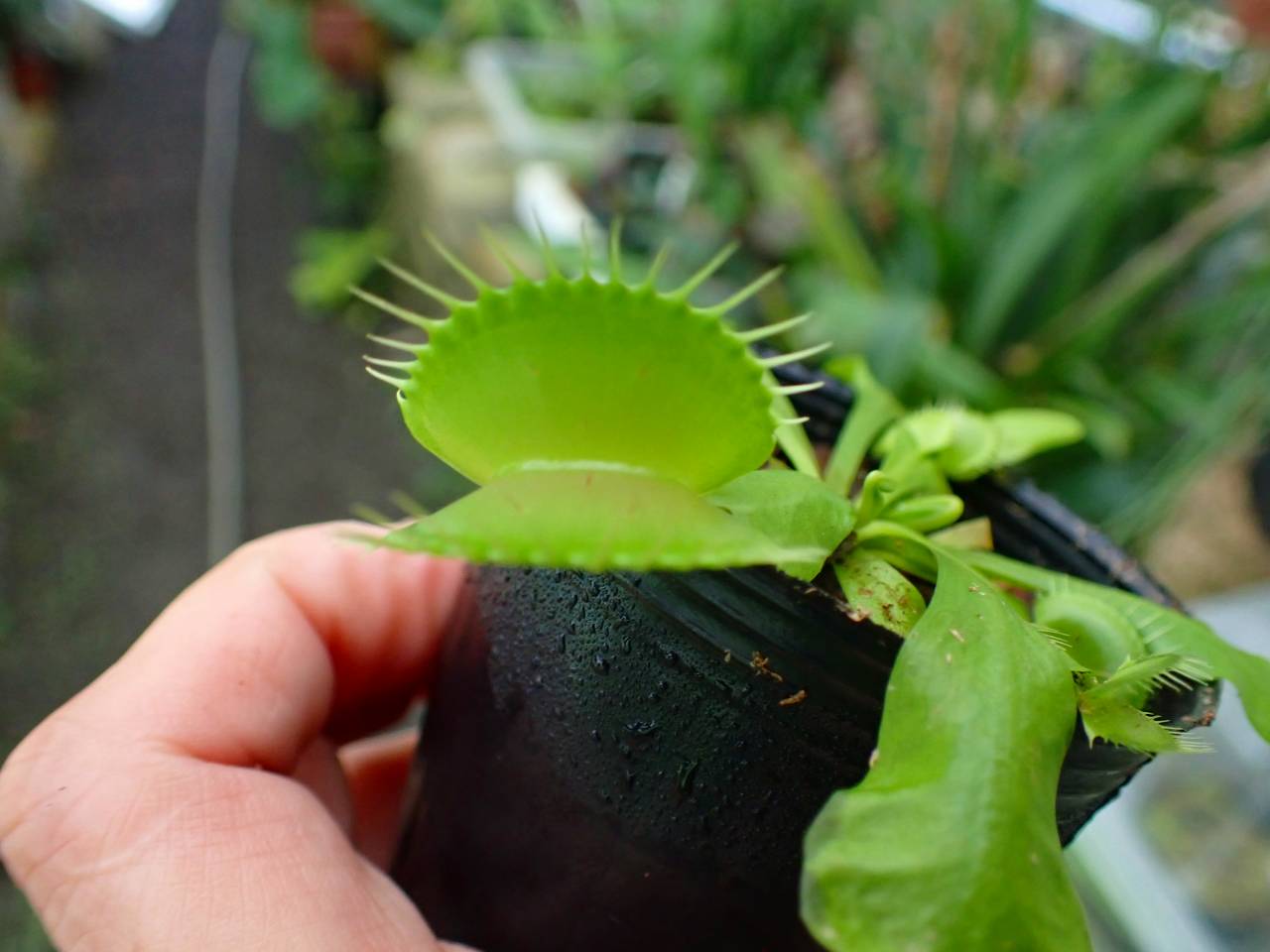 G069 3-2 Dionaea muscipula B52 Y's Lab - Y's Exotics （山田食虫