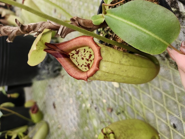 P160 5-2 N. sp. Phiilippin (merrilliana x truncata?) No,2 Mr.KIN