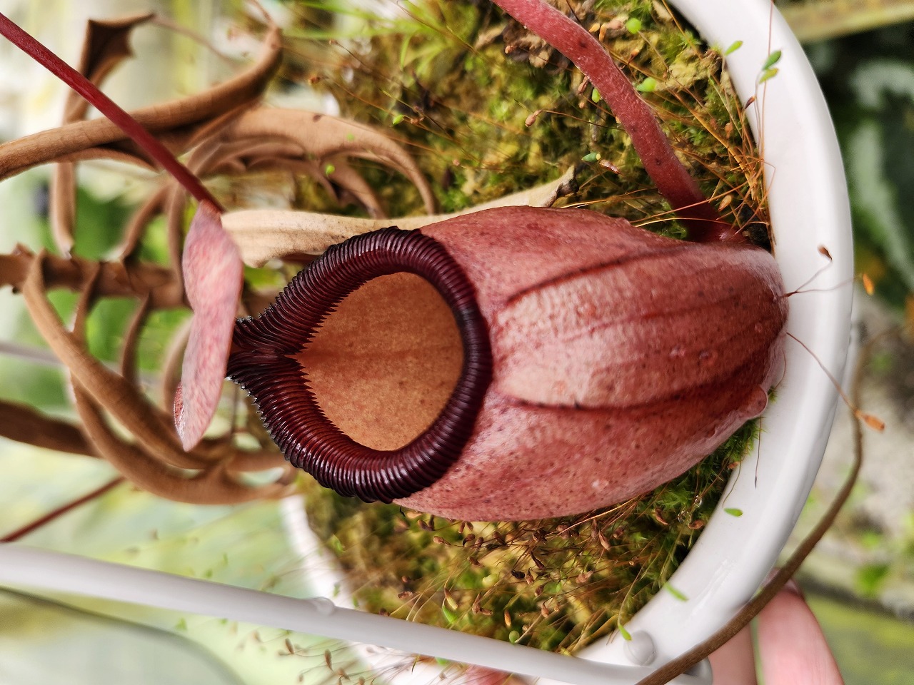 G468 1-4 [YA-100] N. sibuyanensis Y's Lab | Y's Exotics