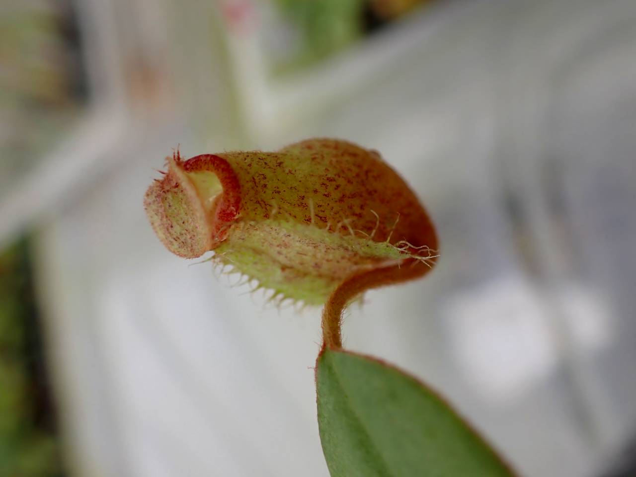 J138 5-1 [YA-29] N. vieillardii mt. Kagnis Giant Y's Lab - Y's