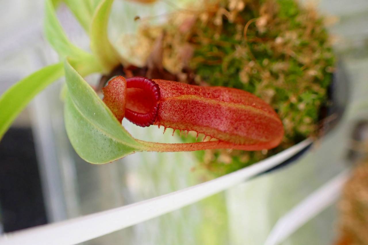 Microcyphus rousseaui　ウニ　殻　大 Microcyphus Rousseaui ウニ 殻 標本 Microcyphus Rousseaui