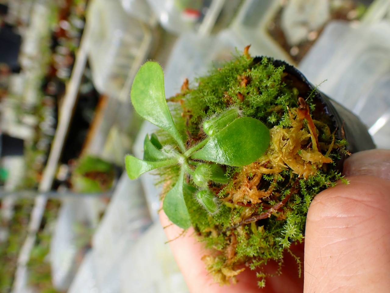 E196 1-1 Cephalotus follicularis `German Giant' C.C - Y's Exotics