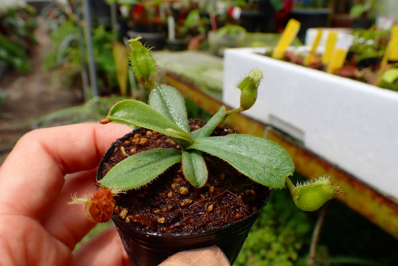 R349 1-3 [YA-29] N. vieillardii Mt. Kagnis Giant Y's Lab - Y's
