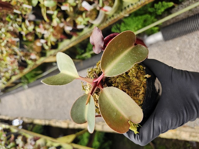 P048 1-3 N. (truncata x peltata) x lowii #NNN - Y's Exotics （山田