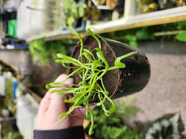 食虫植物　Darlingtonia californica ダーリングトニア P227 1-3 Darlingtonia californica Y's Lab - Y's Exotics （山田食虫