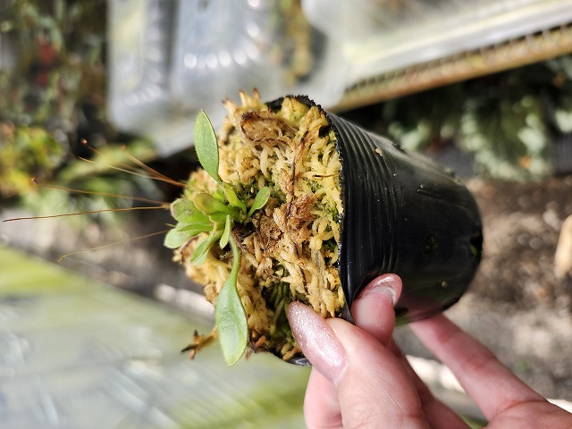 c*d様 セファロタス Big Boy (ビッグボーイ) 食虫植物 c*d様 セファロタス Big Boy (ビッグボーイ) 食虫植物 - メルカリ