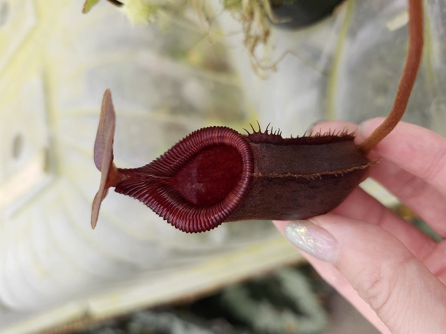P366 1-3 N. rajah x lowii #NNN - Y's Exotics （山田食虫植物農園）