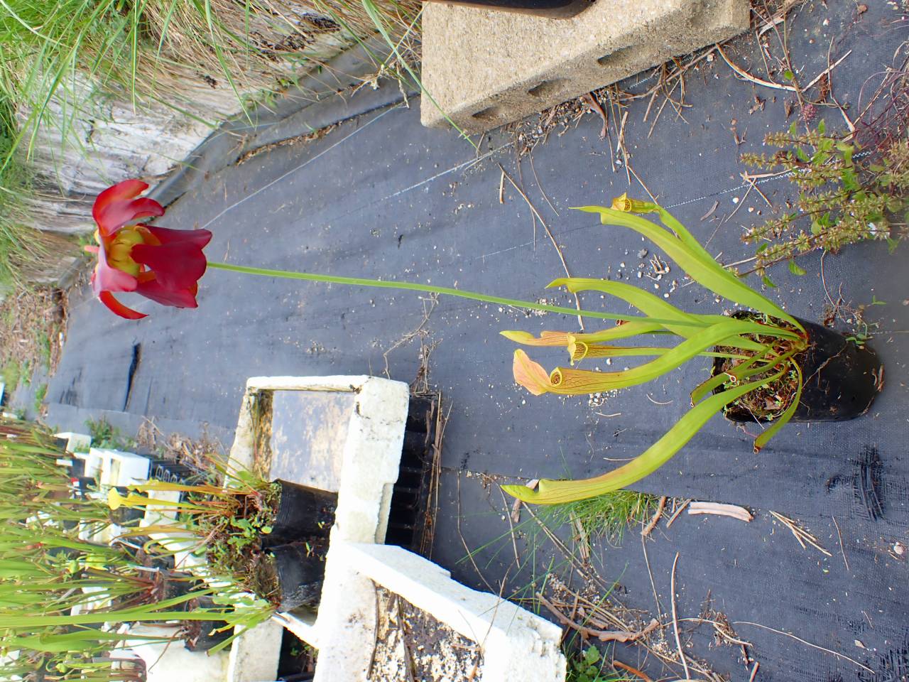 Y838 S. rubra subsp. Alabamensis (Holland robust clone) David