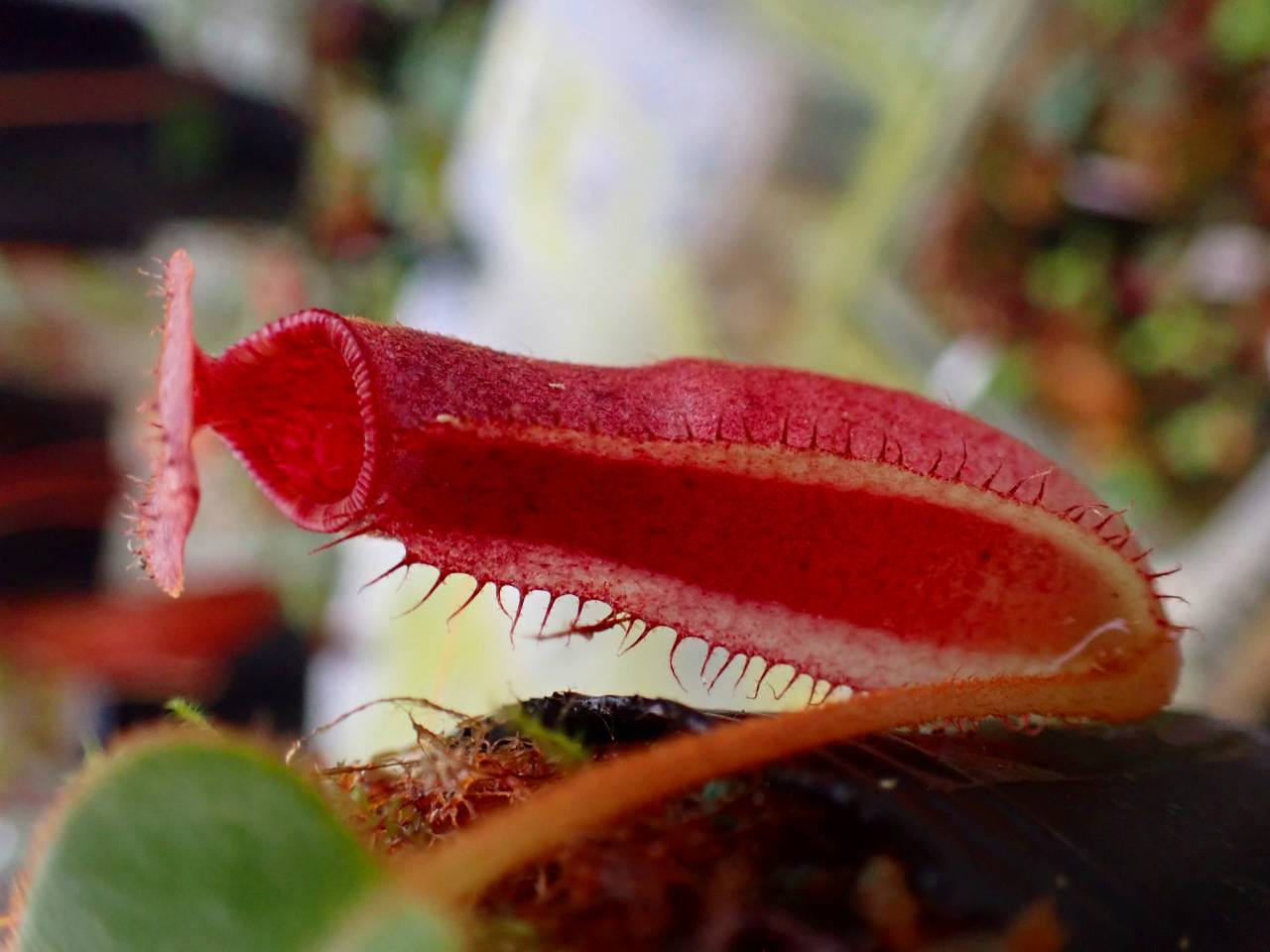 G891 1-4 N. (truncata x peltata) x lowii #NNN - Y's Exotics （山田