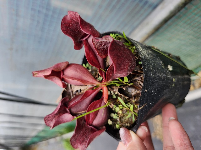 G992 S. purpurea ssp. venosa var. burkii CK | Y's Exotics