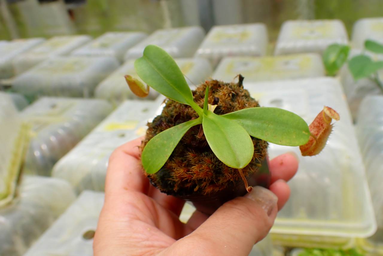 Y919 1-4 N. undulatifolia x rajah #NNN - Y's Exotics （山田食虫