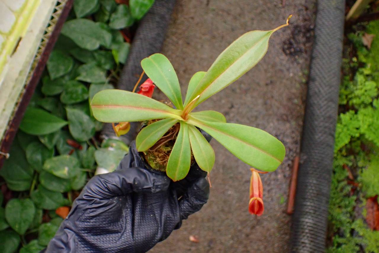 G618 1-4 N. (truncata x ephippiata) x tenuis #NNN | Y's Exotics