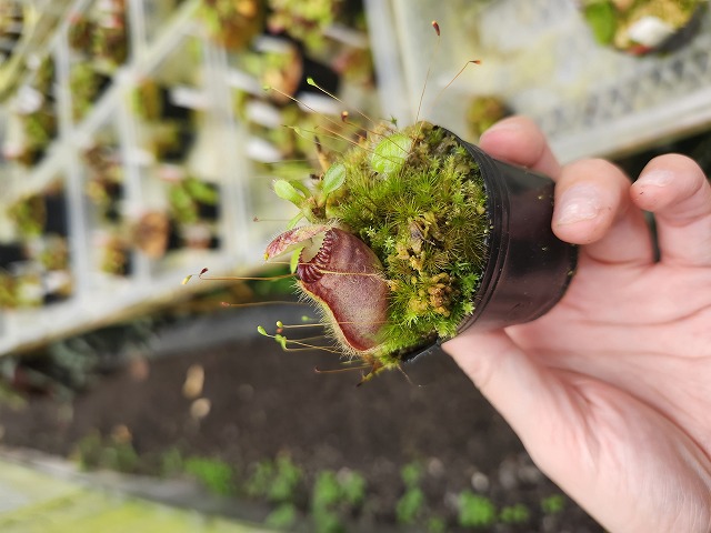 R308 1-1 Cephalotus follicularis Cedric | Y's Exotics （山田