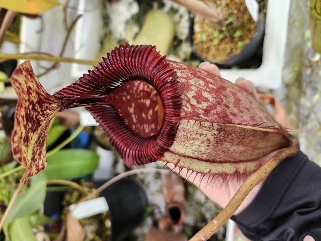 G696 5-3 N. cf. peltata (possible natural hybrid, Mt. Hamiguitan